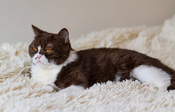 Kızgın İngiliz Shothair bicolor kedisinin portresi 