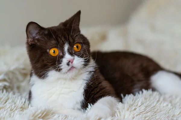 Retrato Del Gracioso Gato Británico Shothair Bicolor —  Fotos de Stock