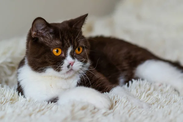 Портрет Кумедної Бритвійської Кішки — стокове фото