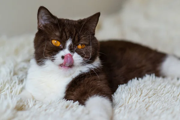 Retrato Del Gracioso Gato Británico Shothair Bicolor —  Fotos de Stock