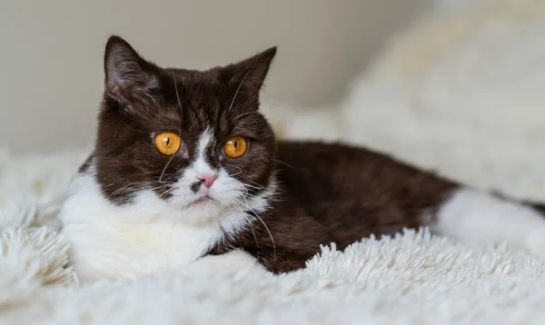 Retrato Del Gracioso Gato Británico Shothair Bicolor —  Fotos de Stock