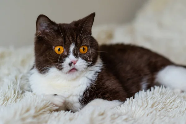 Retrato Del Gracioso Gato Británico Shothair Bicolor — Foto de Stock