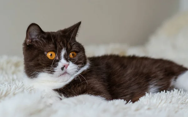 Retrato Del Gracioso Gato Británico Shothair Bicolor —  Fotos de Stock