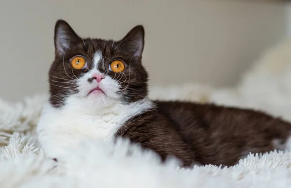 Retrato Del Gracioso Gato Británico Shothair Bicolor —  Fotos de Stock