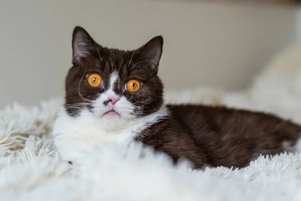 Retrato Del Gracioso Gato Británico Shothair Bicolor —  Fotos de Stock