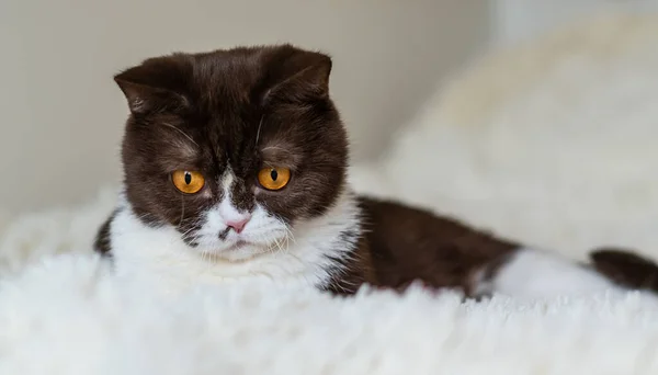 Retrato Del Gracioso Gato Británico Shothair Bicolor —  Fotos de Stock