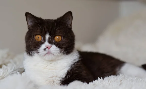 Πορτρέτο Του Αστείου Βρετανικού Shothair Δίχρωμη Γάτα — Φωτογραφία Αρχείου