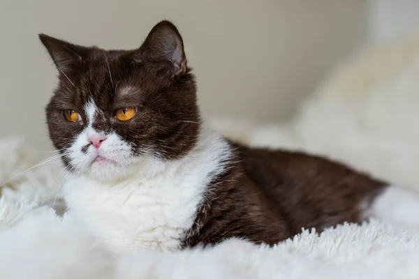 Retrato Irritado Britânico Shothair Bicolor Gato — Fotografia de Stock