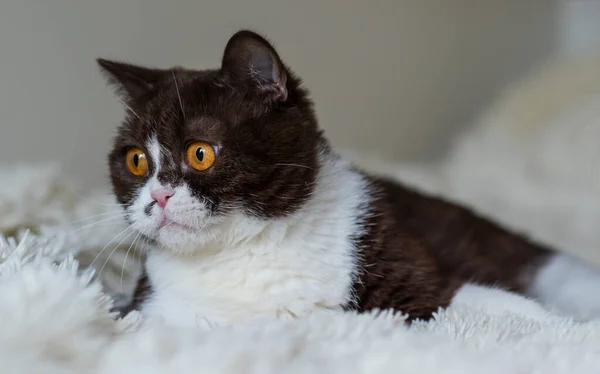 Retrato Engraçado Britânico Shothair Bicolor Gato — Fotografia de Stock