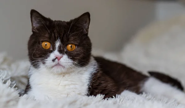 Retrato Del Gracioso Gato Británico Shothair Bicolor — Foto de Stock