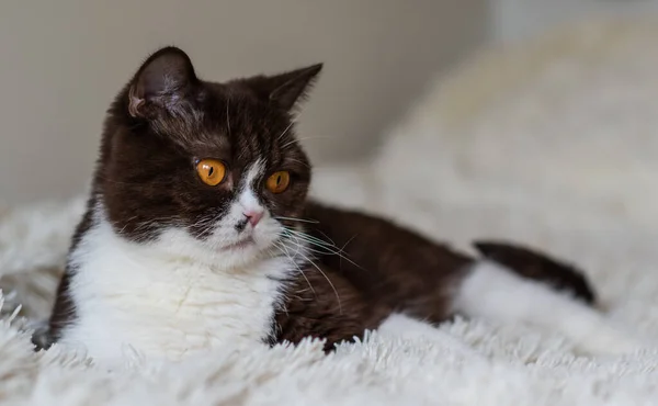 Retrato Del Gracioso Gato Británico Shothair Bicolor —  Fotos de Stock