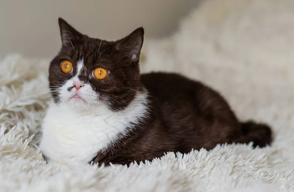 Retrato Del Gracioso Gato Británico Shothair Bicolor — Foto de Stock