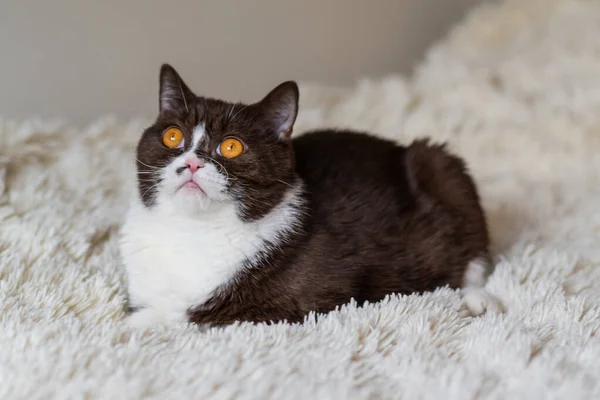 Retrato Del Gracioso Gato Británico Shothair Bicolor — Foto de Stock