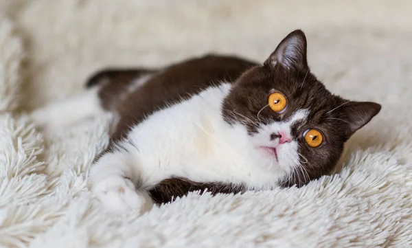 Retrato Del Gracioso Gato Británico Shothair Bicolor —  Fotos de Stock