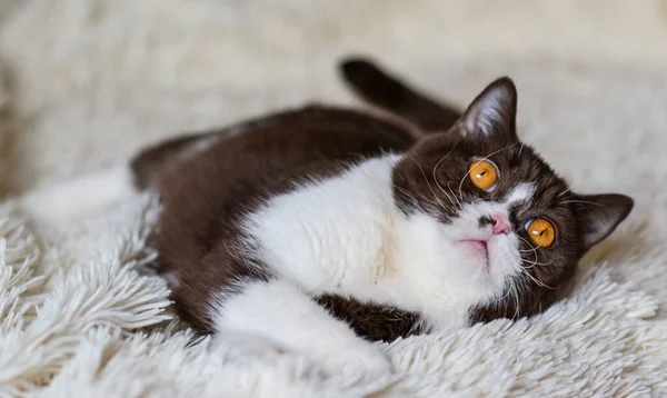 Retrato Engraçado Britânico Shothair Bicolor Gato — Fotografia de Stock