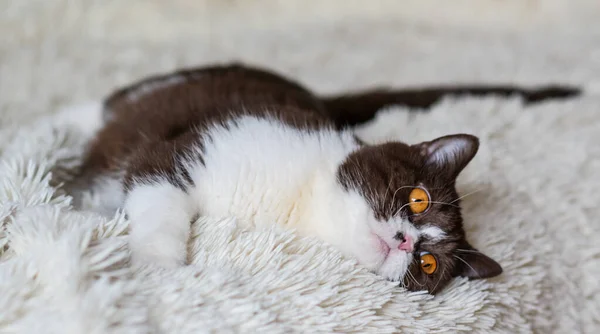 Portrét Legrační Britské Shothair Bikolor Cat — Stock fotografie