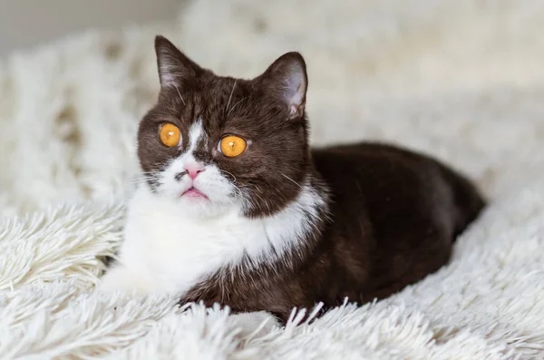 Porträt Einer Lustigen Britischen Shothair Bicolor Katze — Stockfoto