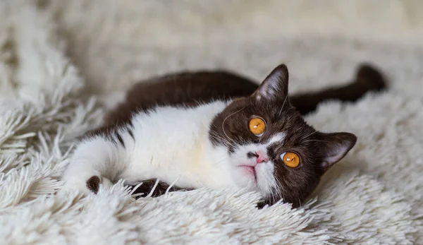 Porträt Einer Lustigen Britischen Shothair Bicolor Katze — Stockfoto