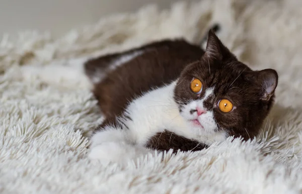 Retrato Del Gracioso Gato Británico Shothair Bicolor —  Fotos de Stock