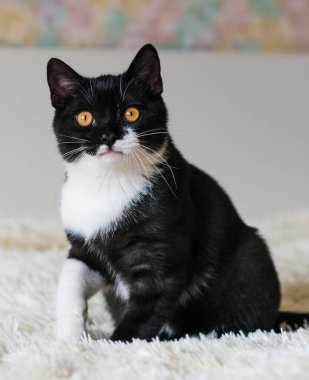 İki renkli şirin İngiliz kısa saçlı kedi yavrusunun 4 aylık portresi. Seçici yumuşak odaklanma. Siyah beyaz kedi