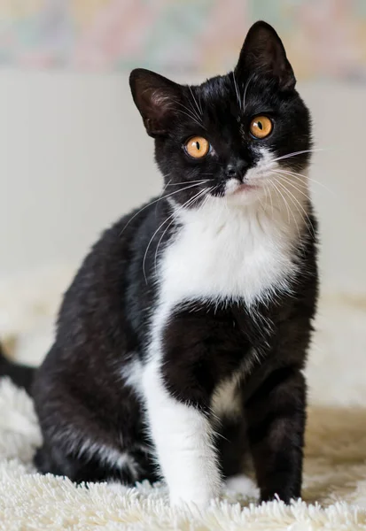 Retrato Lindo Gatito Pelo Corto Británico Bicolor Meses Edad Enfoque — Foto de Stock