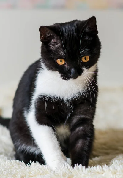 Retrato Lindo Gatito Pelo Corto Británico Bicolor Meses Edad Enfoque — Foto de Stock