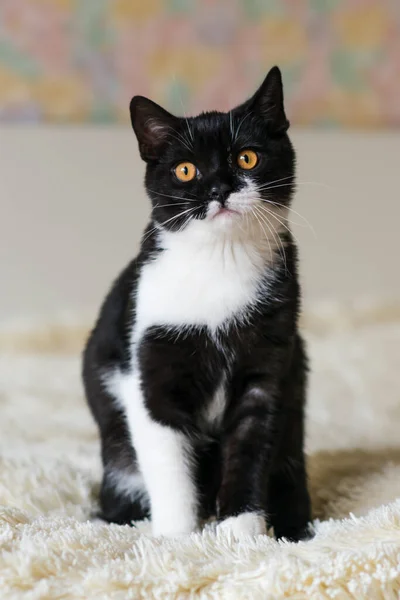 Retrato Bonito Bicolor Britânico Gatinho Cabelo Curto Meses Idade Foco — Fotografia de Stock