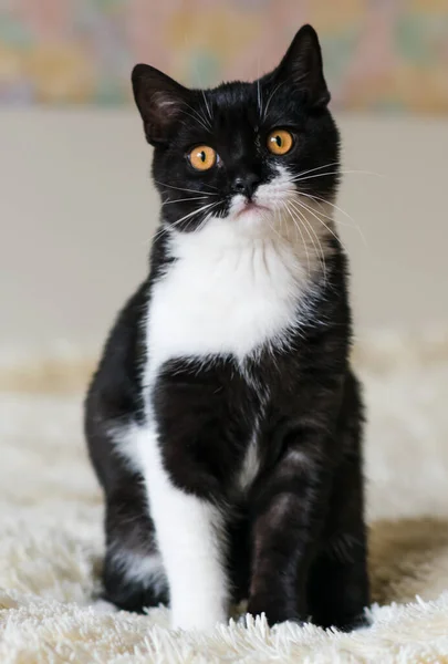 Retrato Lindo Gatito Pelo Corto Británico Bicolor Meses Edad Enfoque — Foto de Stock