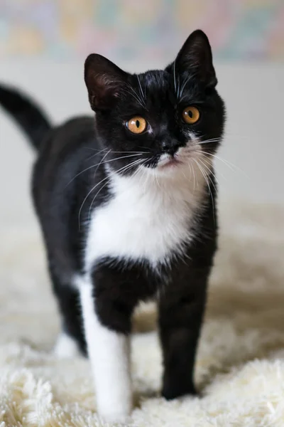 Retrato Lindo Gatito Pelo Corto Británico Bicolor Meses Edad Enfoque — Foto de Stock