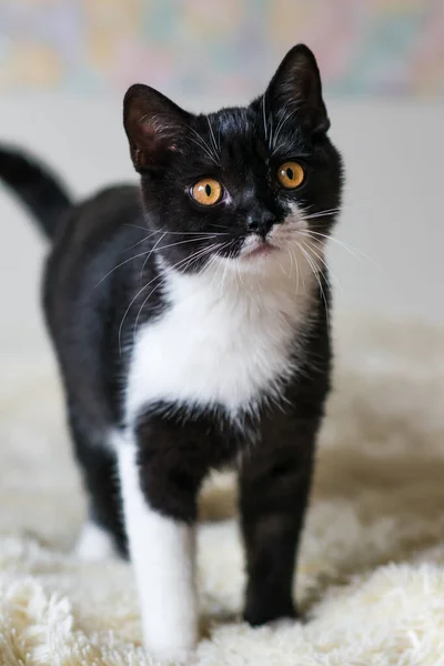 Portrait Cute Bicolor British Short Hair Kitten Months Old Selective — Stock Photo, Image