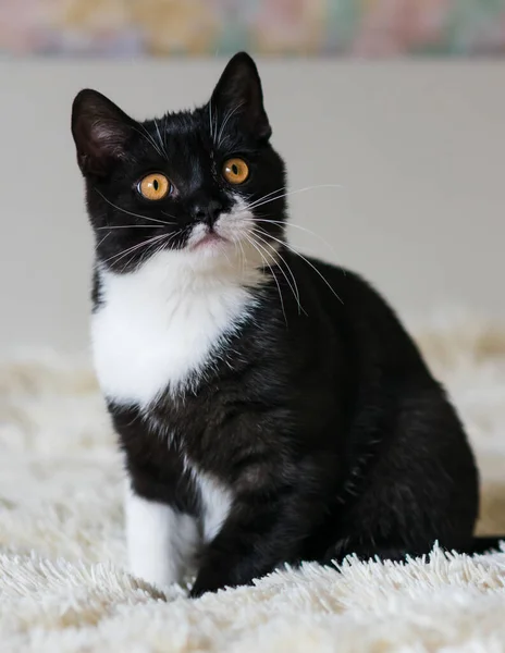 Retrato Lindo Gatito Pelo Corto Británico Bicolor Meses Edad Enfoque — Foto de Stock