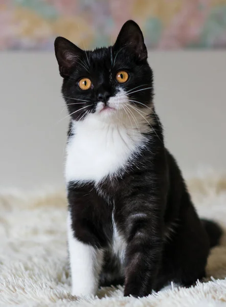 Retrato Lindo Gatito Pelo Corto Británico Bicolor Meses Edad Enfoque — Foto de Stock