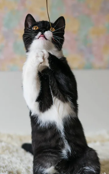 Portret Uroczej Dwukolorowe Brytyjskie Krótkie Włosy Kotek Miesięcy Selektywne Miękkie — Zdjęcie stockowe