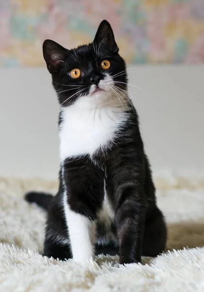 Retrato Lindo Gatito Pelo Corto Británico Bicolor Meses Edad Enfoque — Foto de Stock