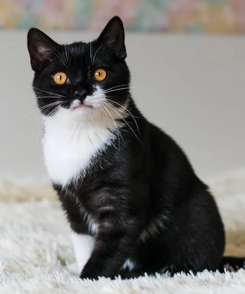 Retrato Lindo Gatito Pelo Corto Británico Bicolor Meses Edad Enfoque — Foto de Stock