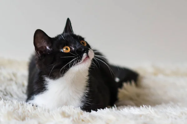 4ヶ月のかわいいイギリスの短い髪の子猫の肖像画 選択的ソフトフォーカス 黒と白の猫 — ストック写真