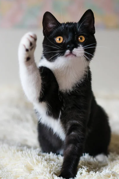 İki renkli şirin İngiliz kısa saçlı kedi yavrusunun 4 aylık portresi. Seçici yumuşak odaklanma. Siyah beyaz kedi