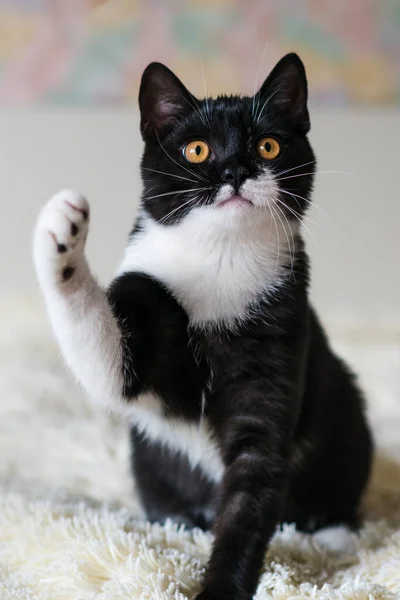 4个月大的可爱的双色英国短发猫咪的肖像 有选择的软焦点 黑白分明的猫 — 图库照片