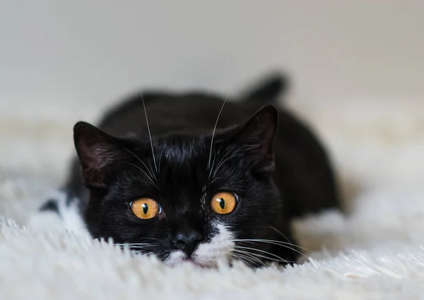 Retrato Lindo Gatito Pelo Corto Británico Bicolor Meses Edad Enfoque — Foto de Stock