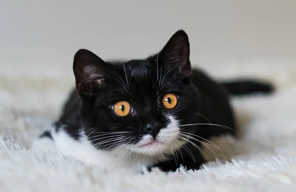 Retrato Bonito Bicolor Britânico Gatinho Cabelo Curto Meses Idade Foco — Fotografia de Stock