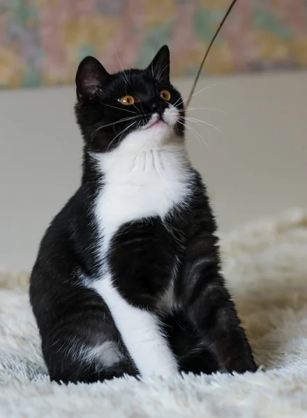 Retrato Bonito Bicolor Britânico Gatinho Cabelo Curto Meses Idade Foco — Fotografia de Stock