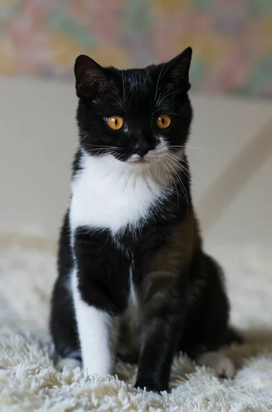 4个月大的可爱的双色英国短发猫咪的肖像 有选择的软焦点 黑白分明的猫 — 图库照片
