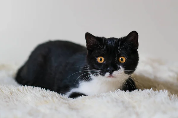 Portret Van Schattige Tweekleurige Britse Korte Haar Kitten Van Maanden — Stockfoto