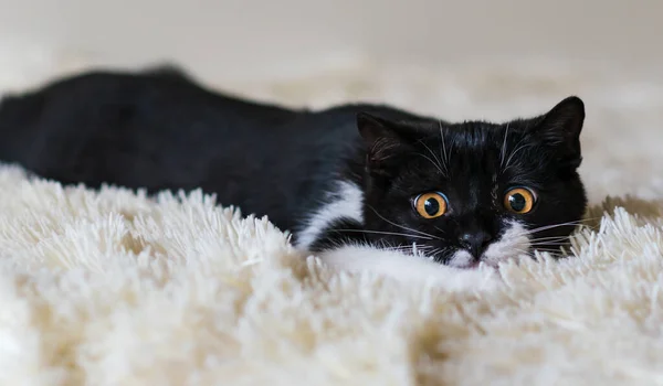 Retrato Bonito Bicolor Britânico Gatinho Cabelo Curto Meses Idade Foco — Fotografia de Stock