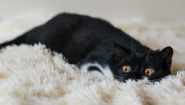 Portret Van Schattige Tweekleurige Britse Korte Haar Kitten Van Maanden — Stockfoto