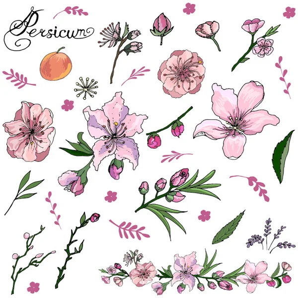 Delicate peach flowers, design elements