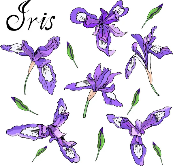 Bloemen irissen vector — Stockvector