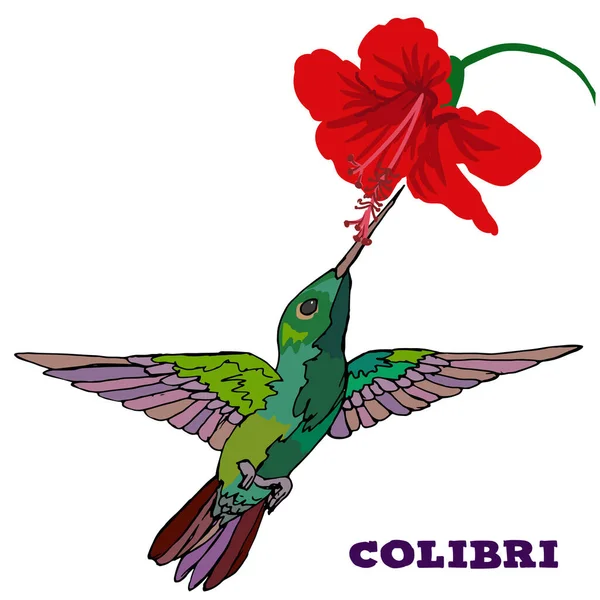 Koliber latający nad egzotycznym kwiatem — Wektor stockowy