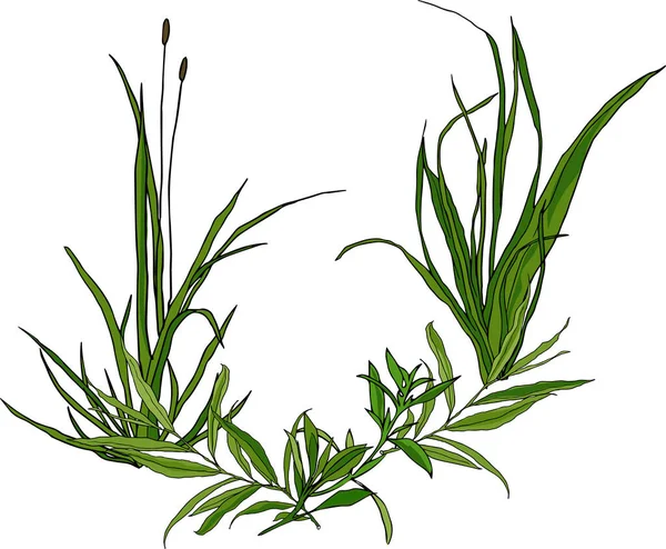 L'herbe forestière est un élément de conception de carte — Image vectorielle