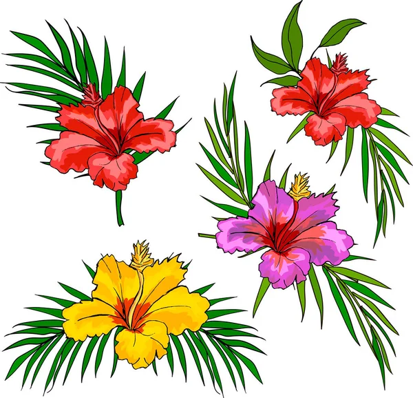 Zestaw kwiatów hibiskusa — Wektor stockowy
